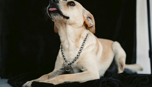 How Can Dual-Handle or Dual-Ring Dog Leads Improve Product Performance in Your Catalogue?